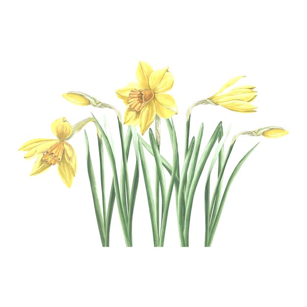 Daffodil flowers isolated composition landscaping plant spring yellow narcissus hand drawn