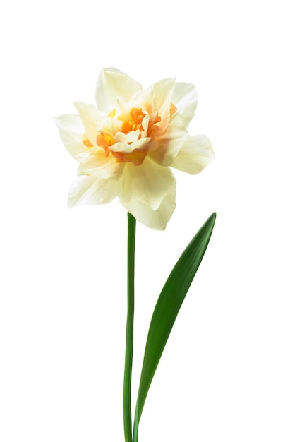 daffodil isolated on a white background