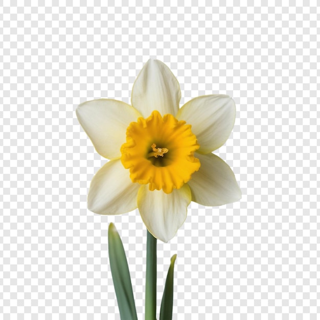 Daffodil on transparent background