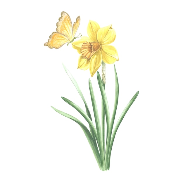 Daffodil with butterfly watercolor garden yellow flower isolated hand drawn illustration of spring