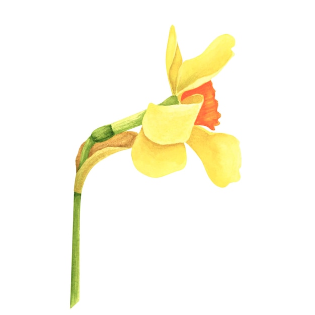 Daffodil yellow isolated on white background Watercolor hand drawing illustration Art for decoration and design of printing cards textiles fabrics wallpapers paper and scrapbook