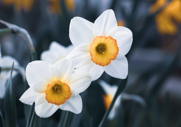 Daffodils blooming in the garden