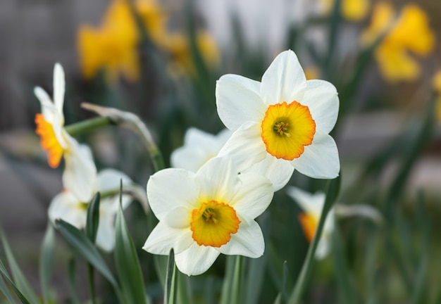 Daffodils blooming in the garden