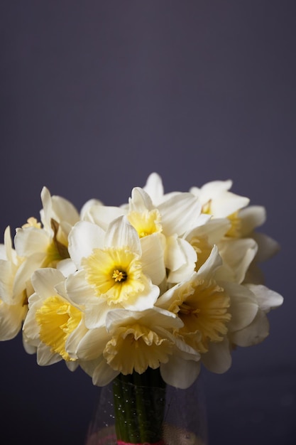 Daffodils bouquet Spring yellow narcisus flowers in glass vase