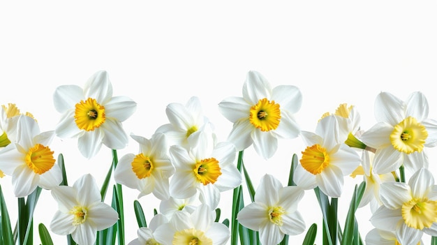 Photo daffodils flowers close up in spring isolated on white background with copy space ar 169 job id edf7e6716b274de2a3219b31409de0b3