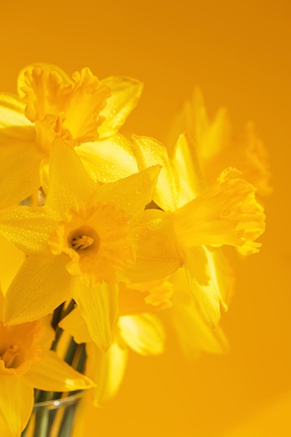 Daffodils flowers standing in a transparent vase against yellow wall