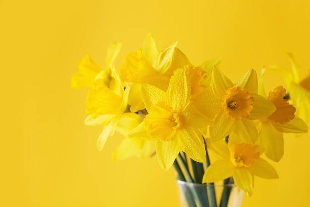 Daffodils flowers standing in a transparent vase against yellow wall