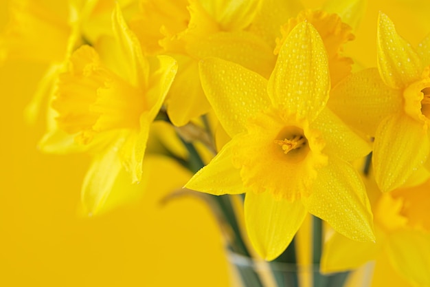 Daffodils flowers standing in a transparent vase against yellow wall