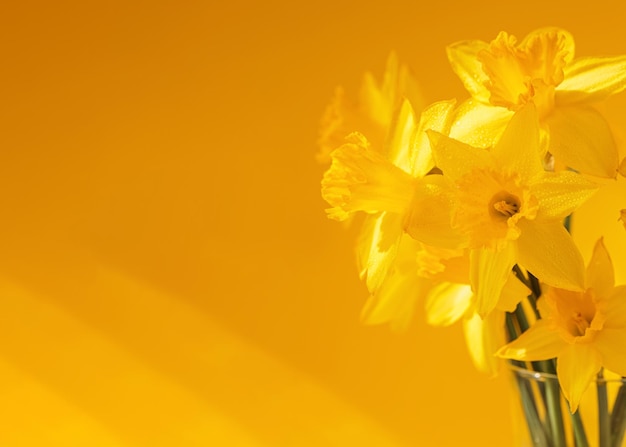 Daffodils flowers standing in a transparent vase against yellow wall