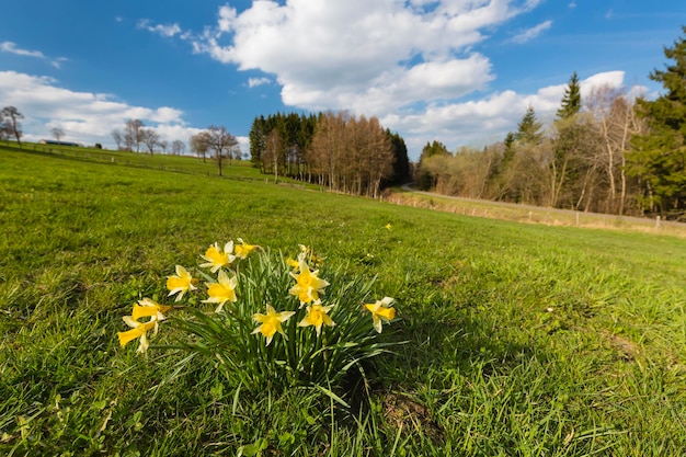 Daffodils And Meadow In The Eifel Germany