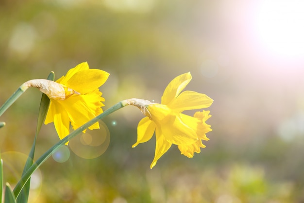 Daffodils in the morning sun