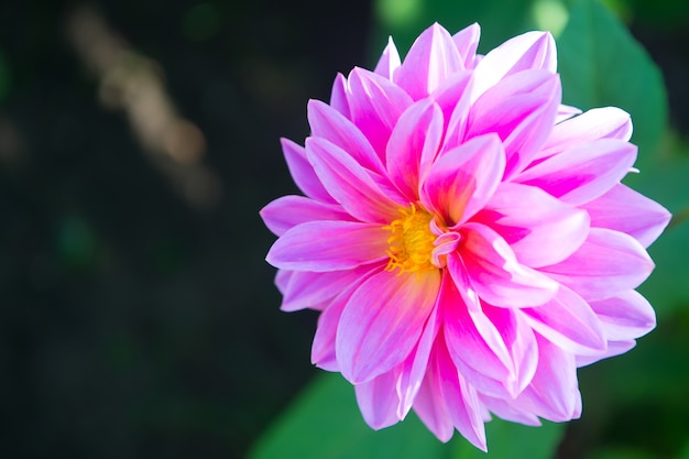 Dahila pink color , deep focus.Dahlia is a genus of bushy, tuberous, herbaceous perennial plants native mainly in Mexico, but also Central America, and Colombia.