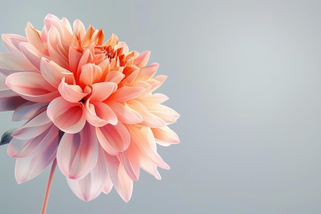 Dahlia Autumn flower designWith copy space