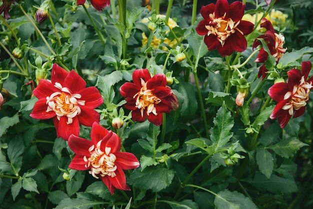 Dahlia Collarette Dandy blooming plant in summer garden