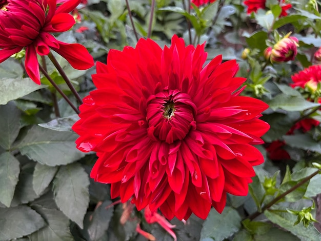 Dahlia (Dahlia x Cultorum Thorsrud Reisaeter) closeup