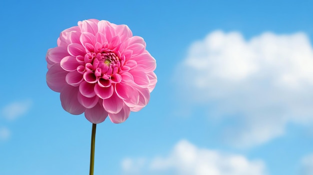 Dahlia Flower Against Blue Sky on White Background