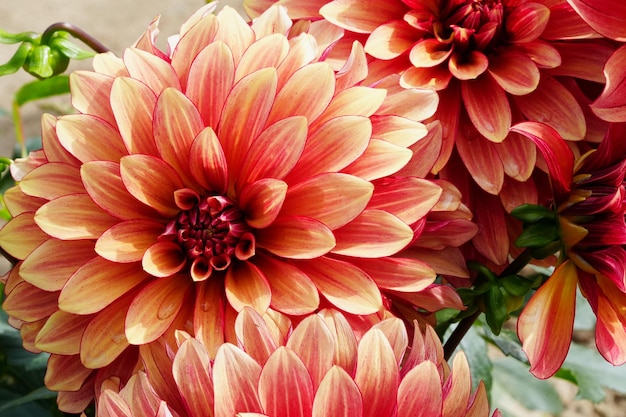 Dahlia flower Beautiful chrysanthemum closeup rhythm and texture of delicate petals