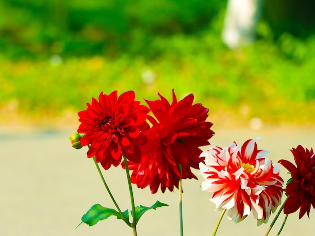 dahlia flower blossom beautiful red and pink dahlia flower