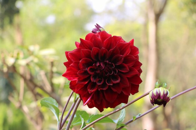 dahlia flower blossom beautiful red and pink dahlia flower