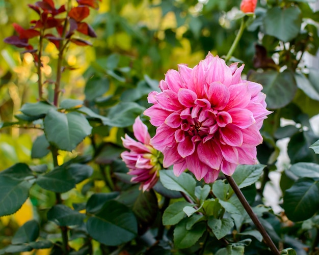 Dahlia flower in the garden. Pink flower. Dahlia