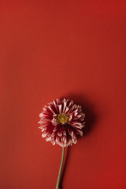 Photo dahlia flower on red background with copy space minimalist simplicity flat lay top view flower composition