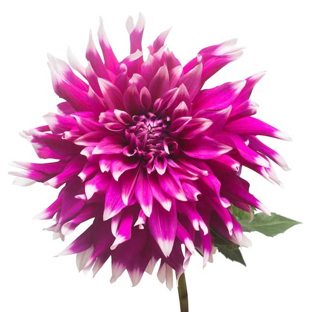 Dahlia flower in several colors macro isolated on white background. Botanical, concept, flora, idea. Flat lay, top view. Wedding, bride, love. Pink, purple