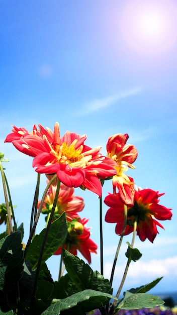 dahlia flowers in close up or macro images which have a bright red color and light blue sky