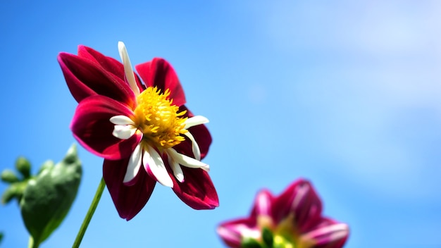 dahlia flowers in close up or macro images which have a bright red color and light blue sky