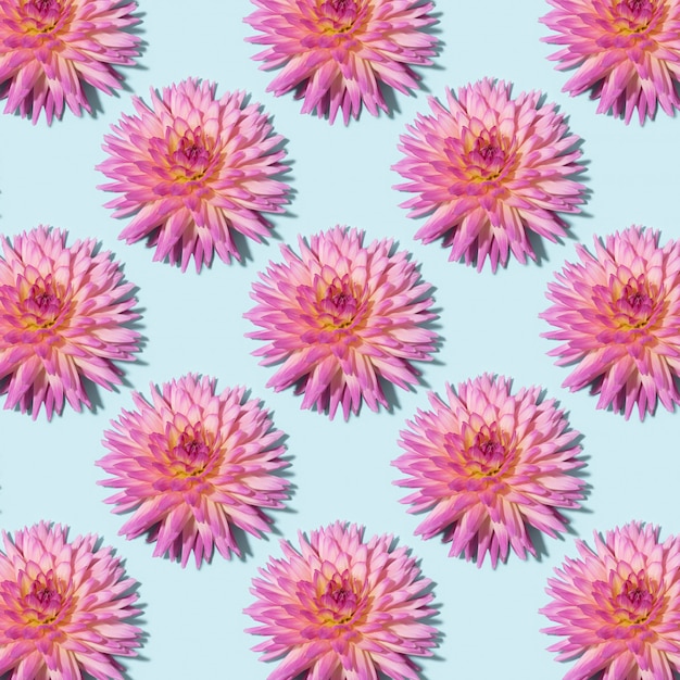 Dahlia flowers pattern on blue background