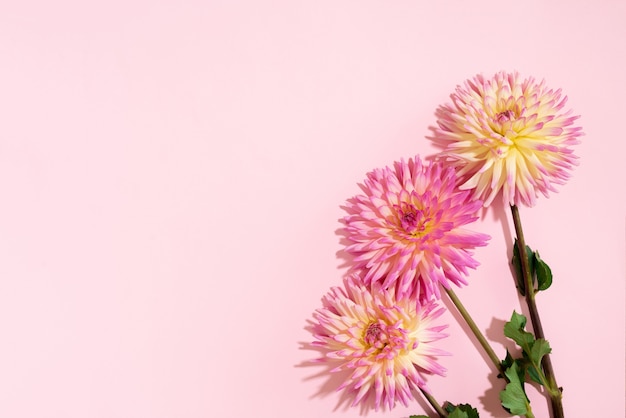 Dahlia flowers on pink background