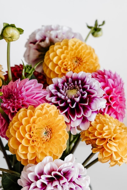 Dahlia flowers