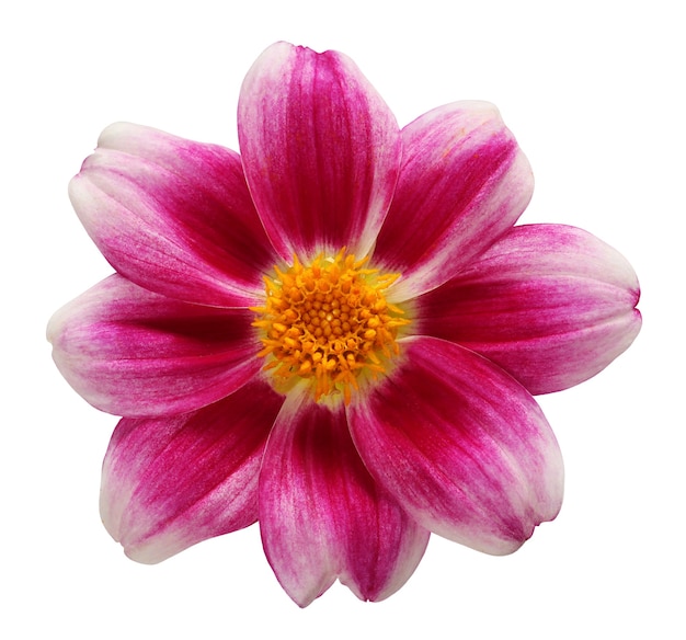 Dahlia isolated on a white background with a clipping path one annual purple flower with a yellow core