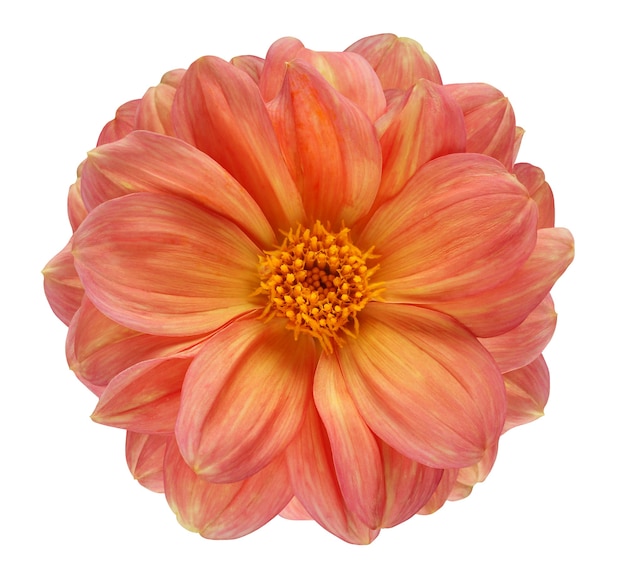 Dahlia isolated on a white background with a clipping path. one flower with yellow-orange petals and a yellow core, top view.