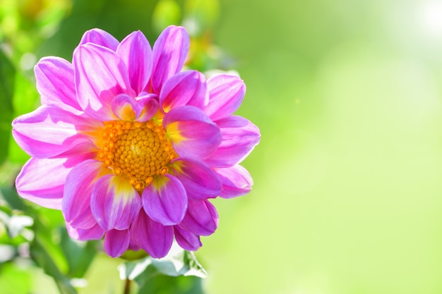 Dahlia. Pink Dahlia flower on green Sunny day