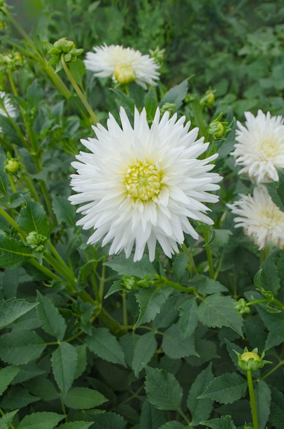 Dahlia with creamy white petals Dahlia cactus white flower