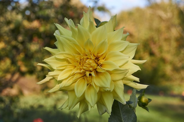 Dahlias are blooming in the garden of the country house