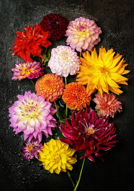 Dahlias on a black background bouquet of autumn flowers of yellow red pink flowers lie on a black wooden background