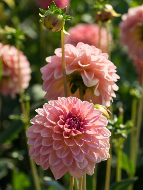 Photo dahlias in germany