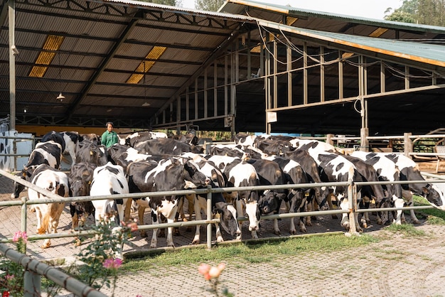 dairy cows are in the process of taking milk