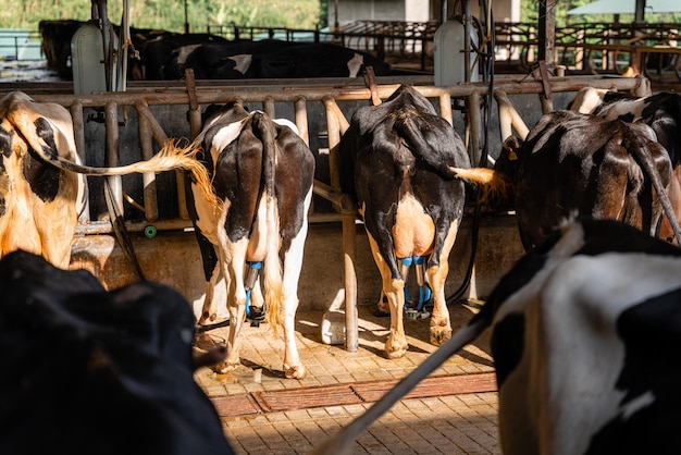 dairy cows are in the process of taking milk