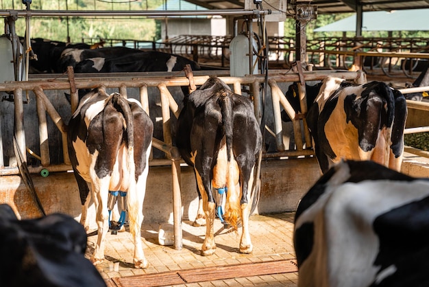 dairy cows are in the process of taking milk