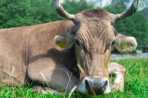 Photo dairy cows cow at meadow cattle in grass field cow in grassy pasture cow in the countryside cows graze on summer meadow rural landscapes with cows cows in a pasture cattle cow grazing on farmland