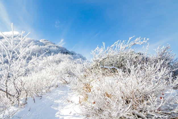 daisen mountain in Japan winter have a lot of snow 