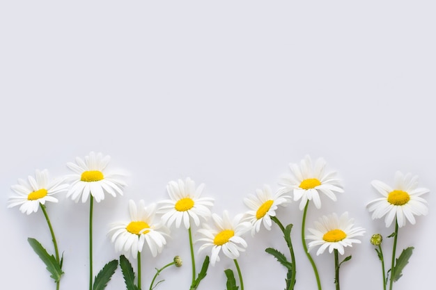 Daises on white paper background