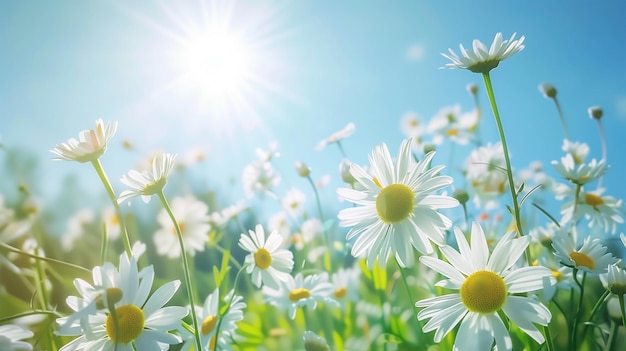 daisies are in a field of daisies