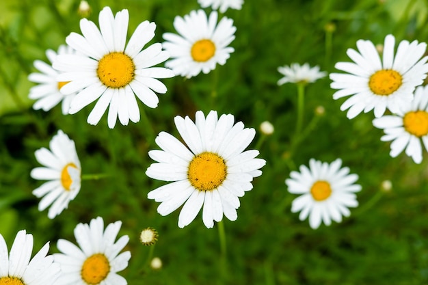 Daisies on a background of greenery summer natural background