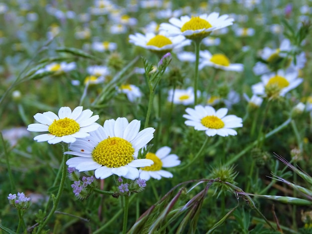 Daisies blooming on field