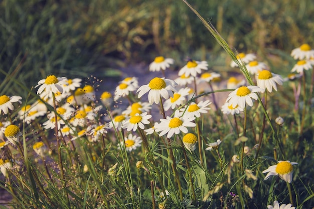 Daisies blooming in spring Selective focus Copy space