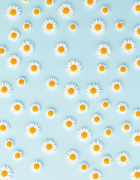 daisies on a blue background