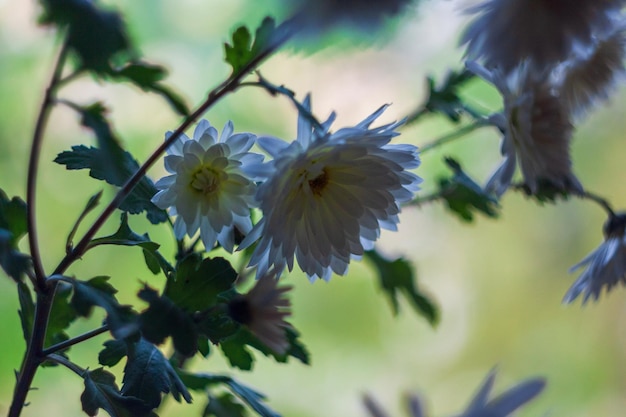 daisies in the contour, a close-up view